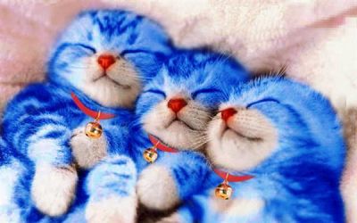chaton