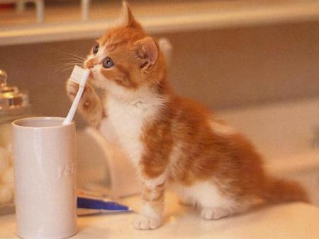 chaton