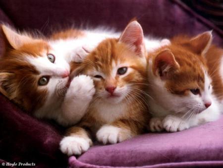 chaton