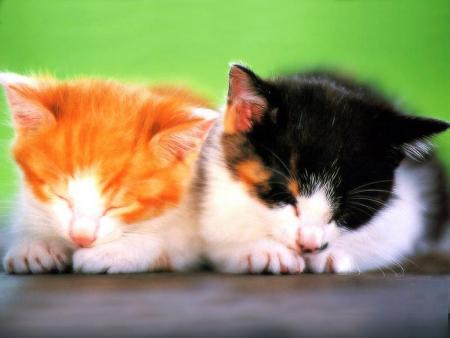 chaton