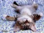 chatons et chiots
