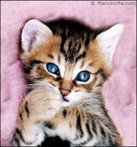 chaton