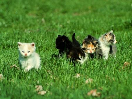 chaton